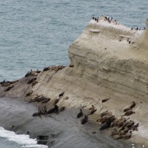 Sea Lion colony at Lion's head
